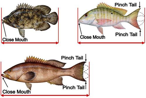 Se si fanno ripetere le misure di lunghezza del pesce a diversi pescatori si otterranno valori diversi.