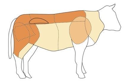 Principali tagli di vitello Bovini con peso a vivo fino a 300 kg.