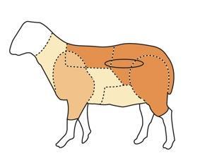 Principali tagli delle carni ovine Le carni ovine comprendono: agnello da latte, agnellone, montone, pecora, castrato.