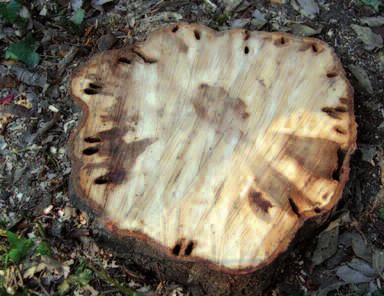 stabilità a causa dell azione di scavo nei tessuti legnosi del tronco e delle radici (Fig. 3).