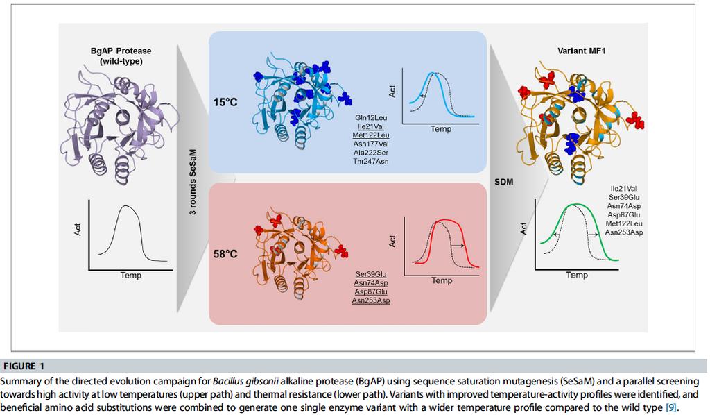 Evoluzione guidata in vitro della proteasi alcalina di B.