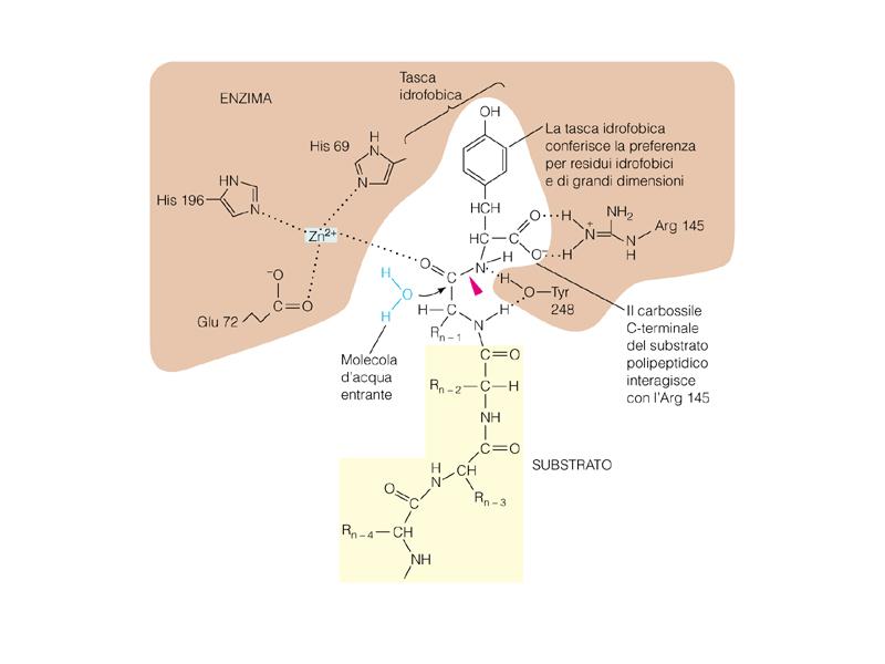 Metalloproteasi: la