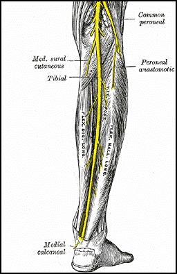 POTENZIALi EVOCATI SOMATOSENSORIALI ARTI INFERIORI potenziale