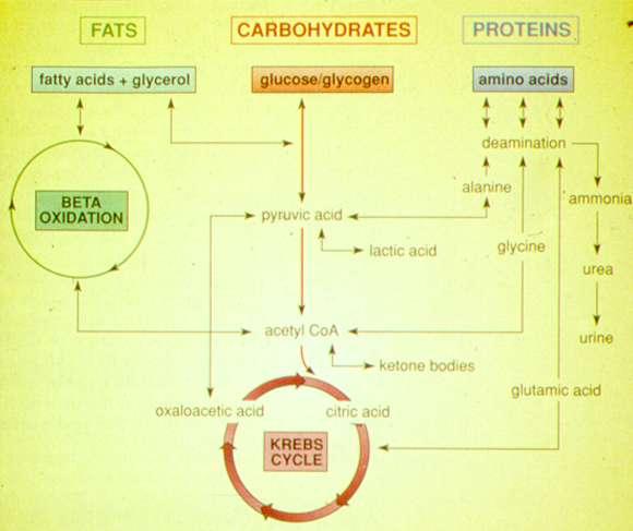 IL DISPENDIO ENERGETICO Calorimetria indiretta Come misurare il