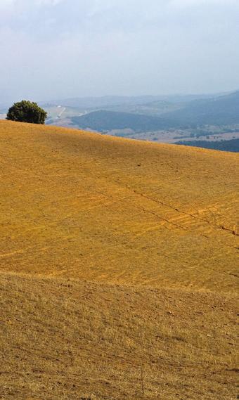 LE RADICI ROOTS NELLA MAREMMA IN THE MAREMMA La storia di Poggio Maestrino affonda le sue radici in epoca etrusco-romana, periodo a cui risalgono le prime testimonianze e reperti.