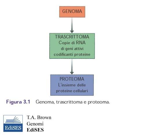 Anti-senso RNA..ma,siRNAs mirna.