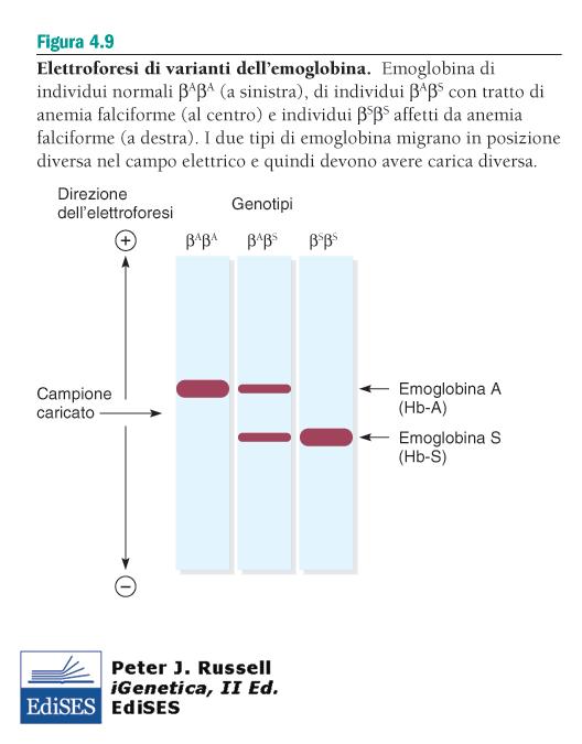 Elettroforesi di