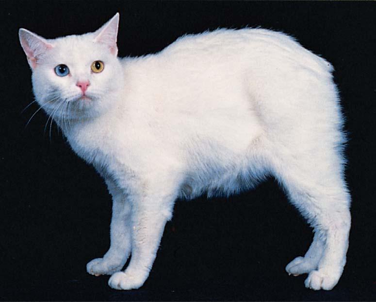 http://www.inseparabile.com/gatti/manx.htm Gatto dell isola di Man Senza coda, notare anche il colore diverso degli occhi!