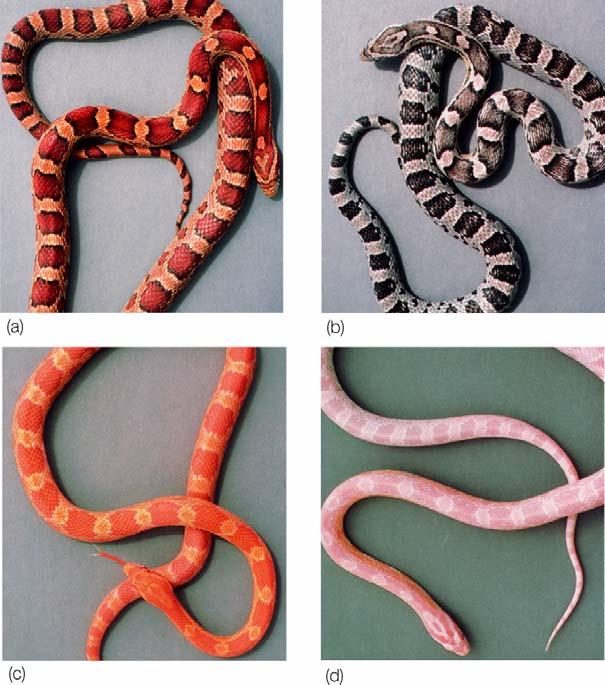 Serpente del mais: -Fenotipo selvatico nero-arancione livrea mimetica(a) -Fenotipo nero non ha pigmento arancione (B) -Fenotipo arancione non produce il pigmento nero (C) -Fenotipo rosa albino non ha