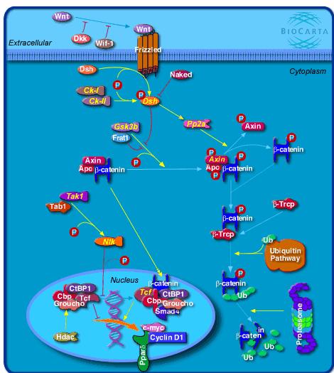 Epistatic