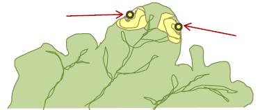 Ordine Farfalle (Lepidoptera) Imenotteri (Hymenoptera) Specie Nottua del cavolo Mamestra brassicae Pieride della rapa Pieris rapae Cavolaia maggiore Pieris brassicae Tignola del cavolo Plutella