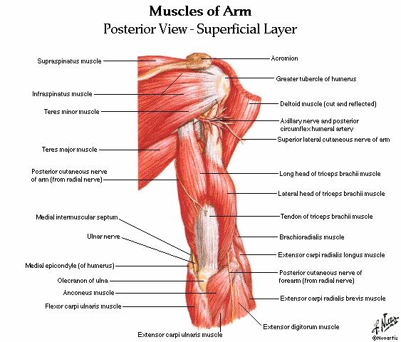 Anteriormente abbiamo tre muscoli flessori del braccio che sono il bicipite (superficialmente), il brachiale e il coraco-brachiale (profondamente).