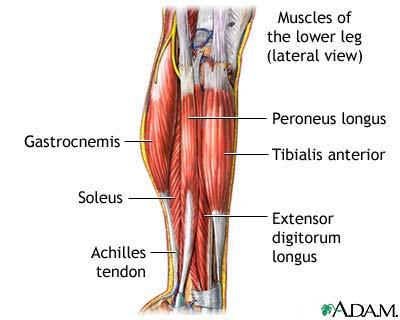 Nella parte superiore della faccia mediale della tibia i tendini dei muscoli gracile, sartorio e semitendinoso formano una particolare struttura denominata zampa d oca.