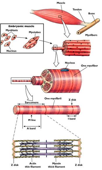 L ATP (adenosintrifosfato) è la sorgente di energia che le proteine contrattili del muscolo possono utilizzare direttamente, è presente nel muscolo in quantità modesta tale da consentire una tensione