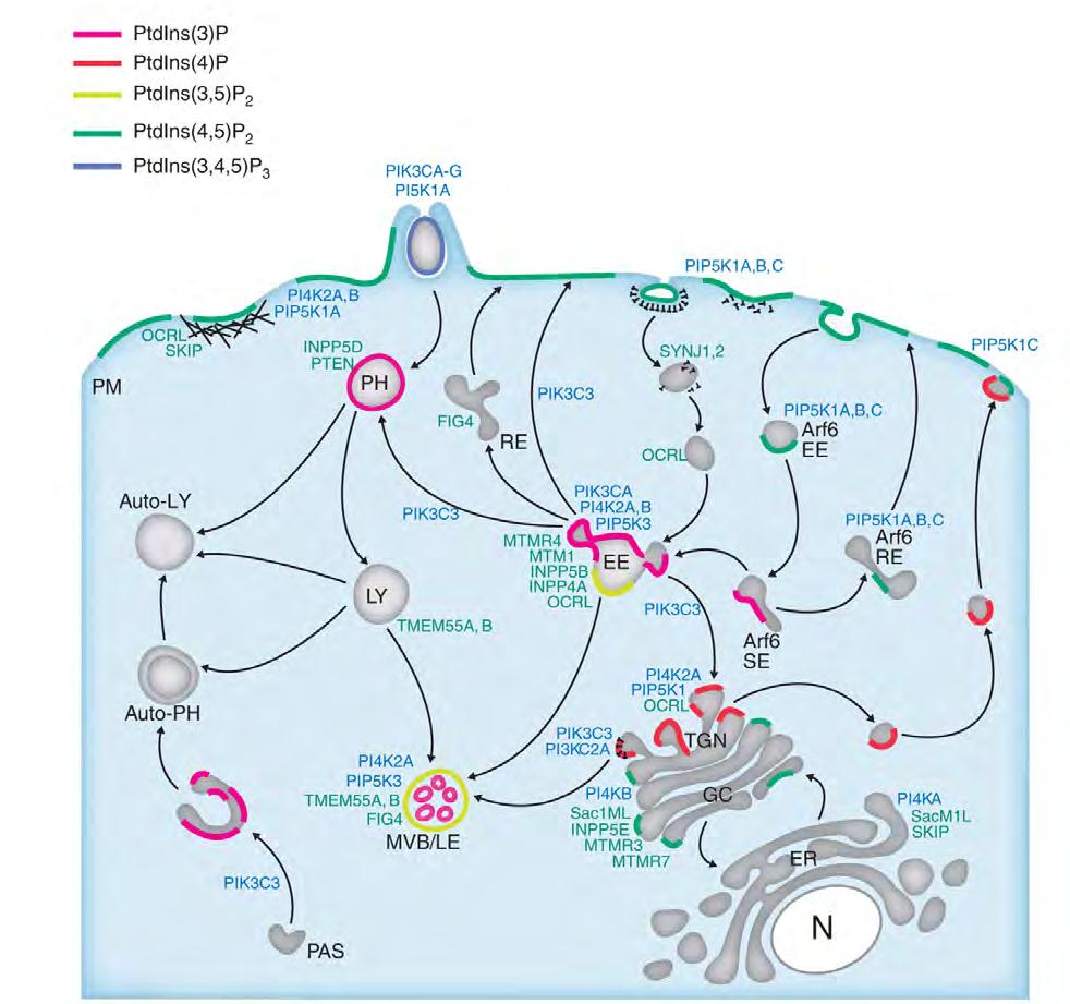 Localizzazione alle membrane PIs are concentrated at the