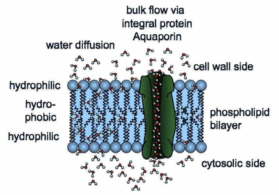 respirazione) Le acquaporine regolano la permeabilità della radice all acqua