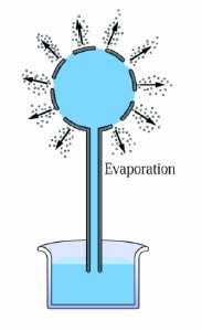 Le forze di coesione/adesione delle molecole di acqua consentono la trasmissione della tensione sviluppatasi in seguito alla TRASPIRAZIONE e la formazione di colonne di acqua intatte che determinano