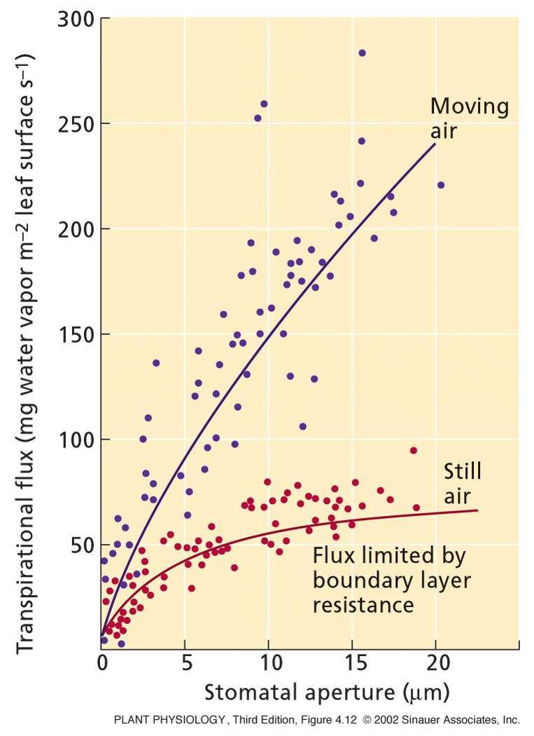 quando l aria è ferma, l apertura degli stomi non determina una grande variazione del flusso di traspirazione