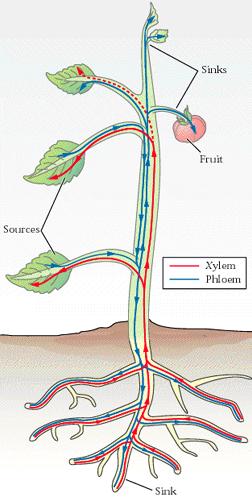 radici alle foglie floema responsabile del