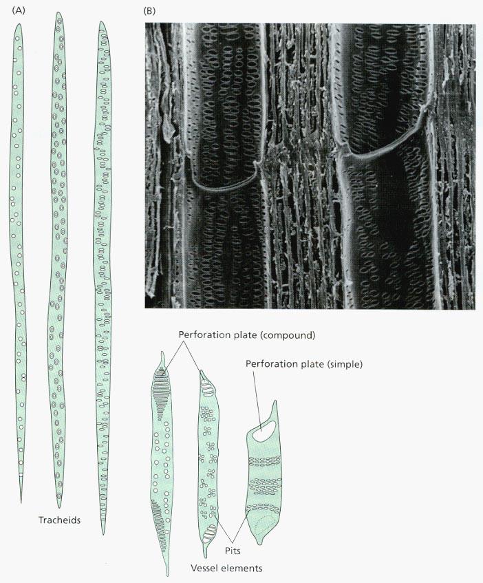 elementi vasali sono cellule morte che non possiedono membrane e organuli.