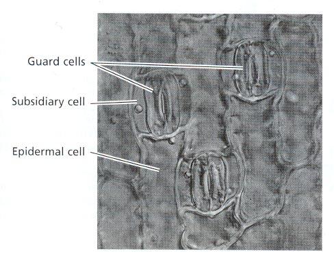 STOMI rima stomatica cellule sussidiarie