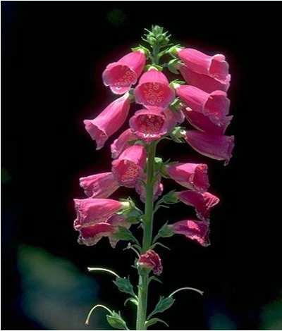 Digitalis purpurea La droga fresca viene utilizzata per preparare: tinture madri, macerati glicerici ed