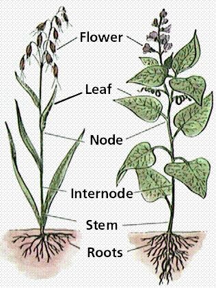 Morfologia ed Anatomia delle Piante Fiore Foglia Nodo Internodo Fusto