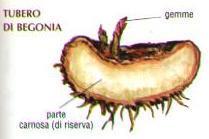 b. Tuberi Fusti sotterranei