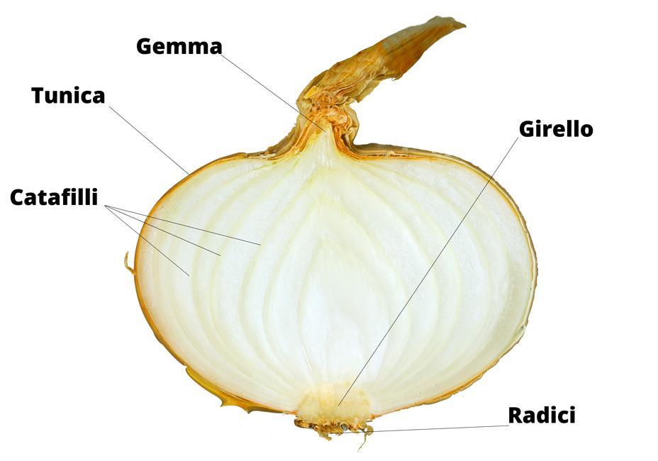 c. Bulbi Germogli raccorciati sotterranei