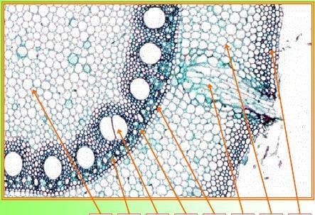 Radice poliarca di Monocotiledone 8 