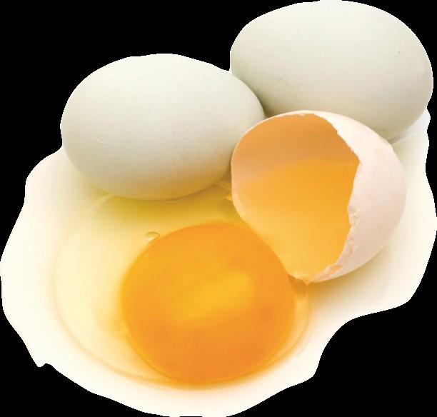 TUORLO Costituisce il 30% in peso dell uovo.