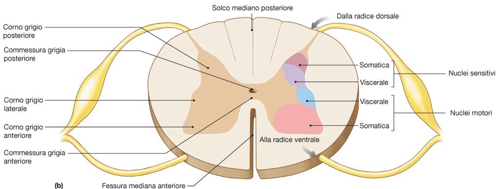 ORGANIZZAZIONE DELLA SOSTANZA GRIGIA I nuclei sensitivi e motori possono essere somatici o viscerali.