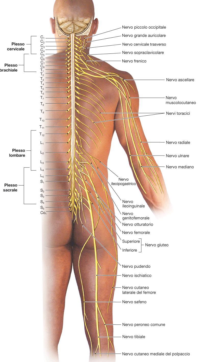 NERVI PERIFERICI E PLESSI NERVOSI Da ricordare: Plesso