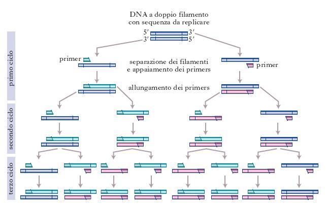 Polymerase Chain Reaction 1 copia DNA templato (dopo n = tre cicli) 2 3 = 8