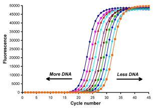 quantitative real time Polymerase Chain Reaction Per ogni campione si ottiene una curva di amplificazione e (definita una