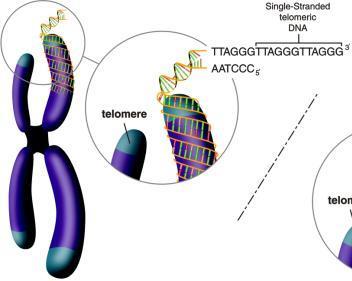 Telomerase reverse transcriptase RNA-dependent polymerases RNA component Hayflick limit La Telomerasi trascrittasi inversa (TERT) è un complesso costituito da una subunità catalitica una polimerasi