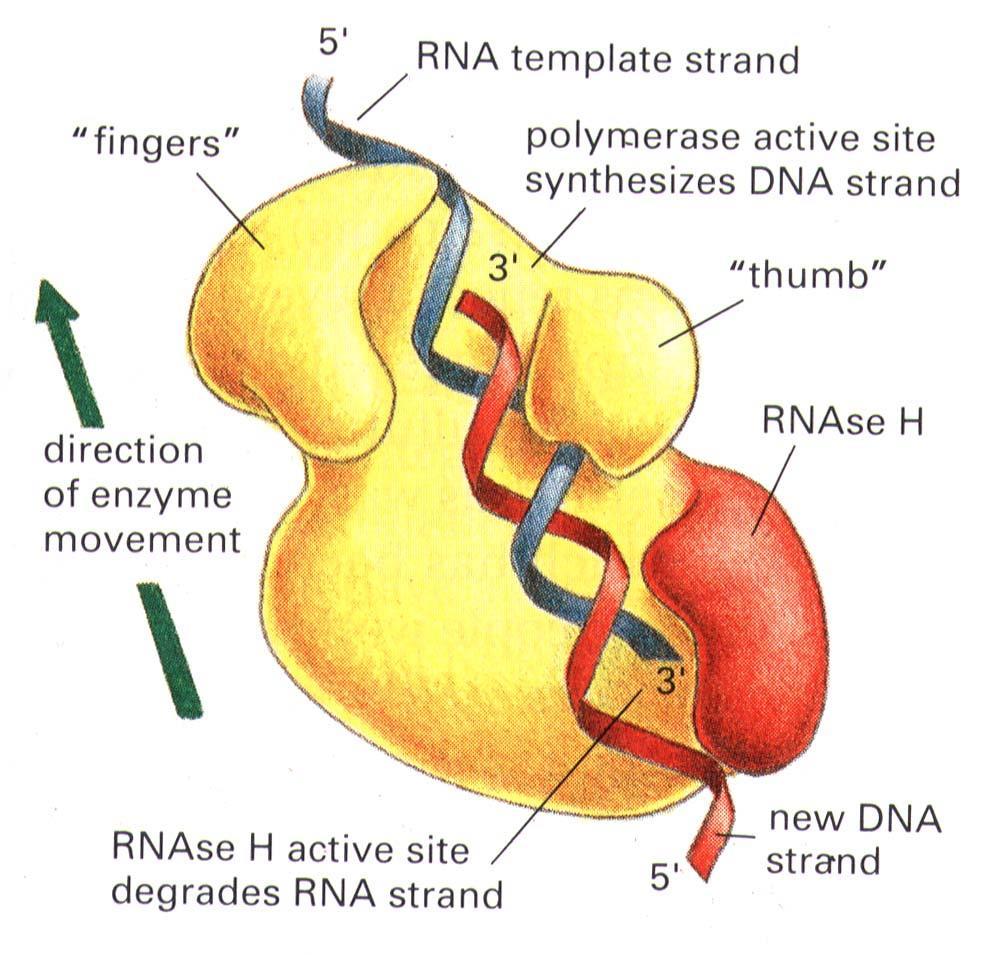 Diversi retrovirus utilizzano diversi trna host come primer. HIV-1 usa Lys3.