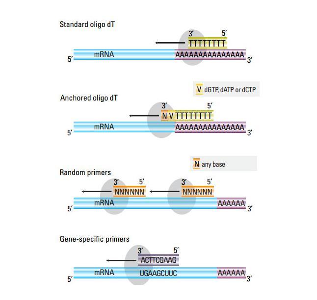 in vitro reverse transcription reactions A. 16 B. 20 C.