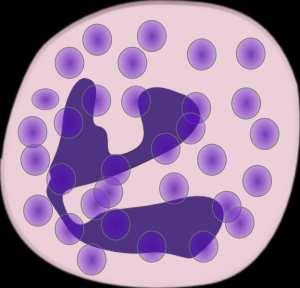 IL SANGUE - GRANULOCITI Tipo cellulare altamente specializzato che ha perso la capacità di dividersi Nucleo multilobato o segmentato Granuli all interno del
