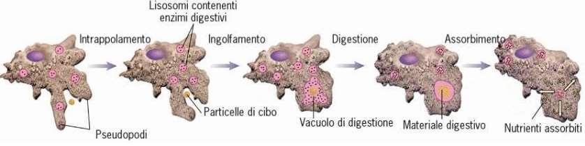 migrazione al pus.