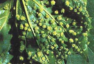 forte tropismo acropeto, che pungono la pagina superiore delle giovani foglie (Foto 1) con gli stiletti boccali, e la conseguente immissione di saliva nel tessuto vegetale provoca la formazione di