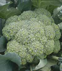 >> cavolo broccolo TRAPIANTO RACCOLTA >> Cavolo broccolo >> Heraklion F1 Ibrido medio-precoce con maturazione a 75 gg. dal trapianto.