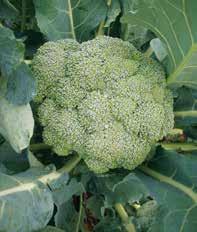 >> Cavolo broccolo cavolo cappuccio >> Samson F1 Ibrido medio-tardivo adatto per la raccolta autunno-invernale.