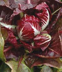 Colore rosso intenso con venature bianche, cespo voluminoso e omogeneo caratterizzato da foglie spesse e carnose con foglie verdi esterne che ne proteggono il frutto.