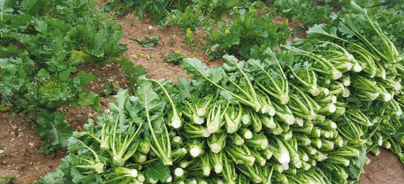 >> Cima di rapa o broccoletto >> Marzatica Centottantina È un broccoletto a infiorescenza medio - grande, con foglie verdi,