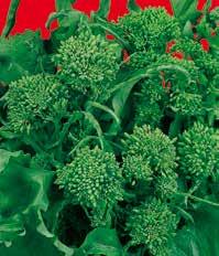 >> Aprilatica È un broccoletto a infiorescenza grande, con foglie verdi, lunghe, leggermente dentellate.