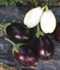 Il frutto è di colore viola scuro, molto lucido dal calice verde ben sviluppato.