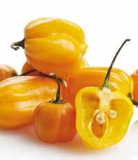 >> peperone piccante >> habanero giallo f1 le lanterne piccanti Frutti a forma di lanterna, lunghi 2-8 cm. I peperoncini possono essere coltivati in terra o in vaso.