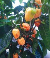 >> habanero rosa f1 le lanterne piccanti Frutti a forma di lanterna, lunghi 2-8 cm.  >> yucatan F1 il datterino piccante rosso a ciuffetti Varietà a ciclo intermedio.