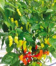 >> peperone piccante >> bhut jolokia il serpente piccantissimo Frutto a forma conica lungo fino a 7 cm, di colore rosso acceso con superficie rugosa, con piccoli artigli.